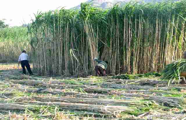 养30头牛要种几亩地草?怎样喂养呢(养30头牛要种几亩地草?怎样喂养好)